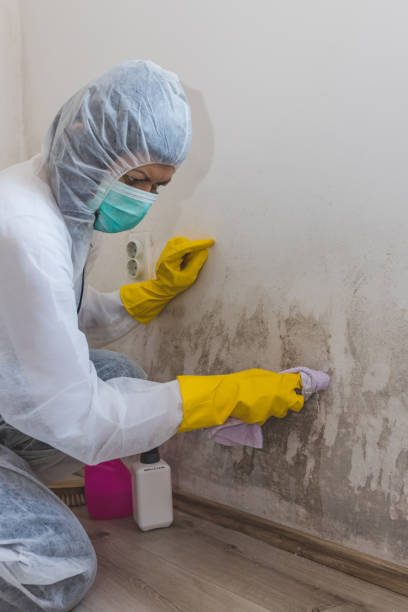 Best Mold-Related Health Consultation  in Tipp City, OH