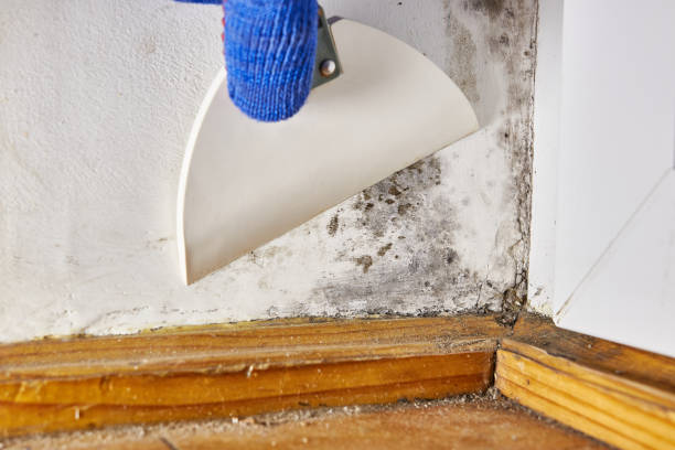 Best Dehumidification Services  in Tipp City, OH